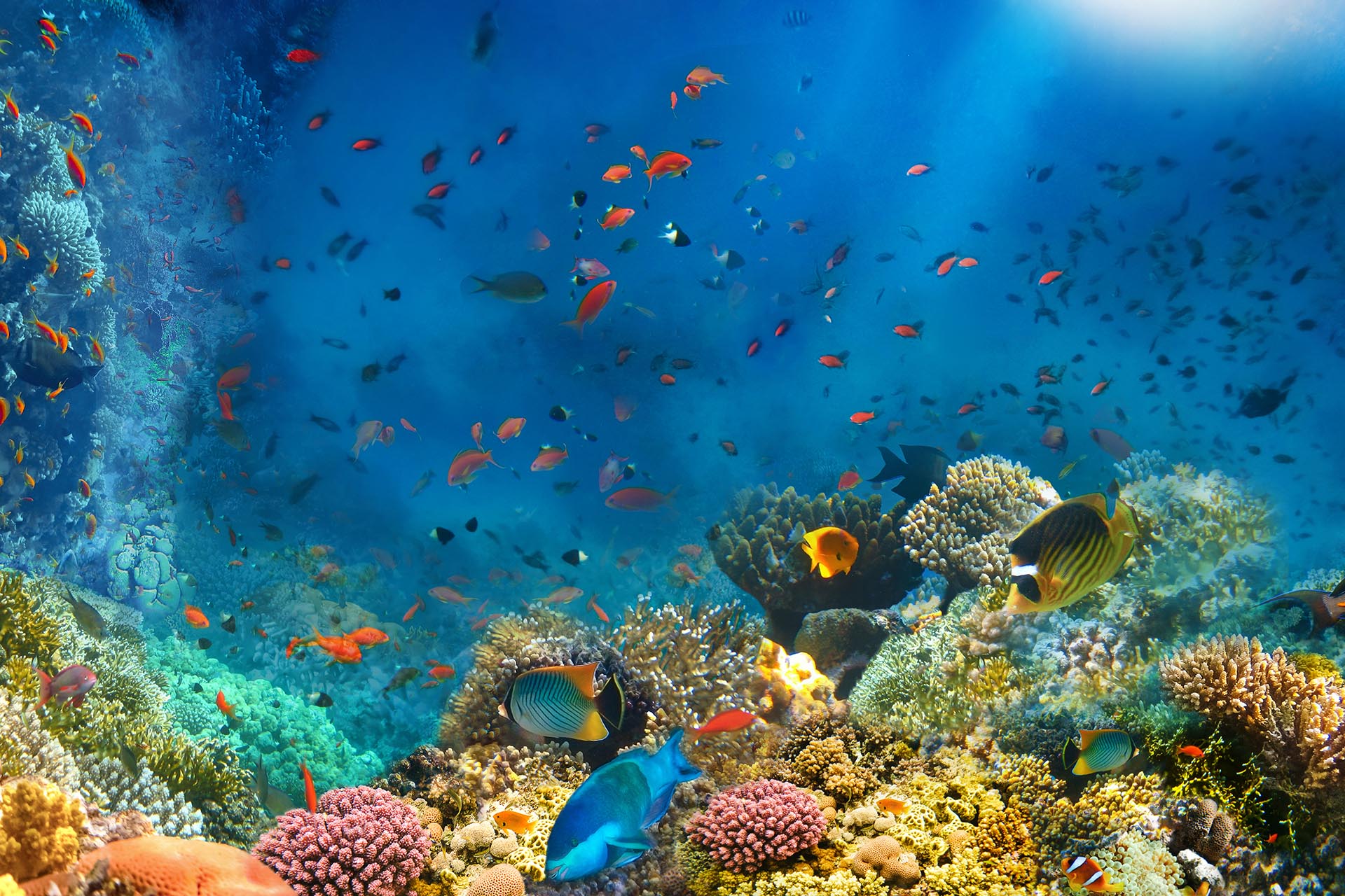 紅海のサンゴ礁と魚　エジプト