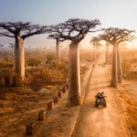 バオバブの木　マダガスカルの風景