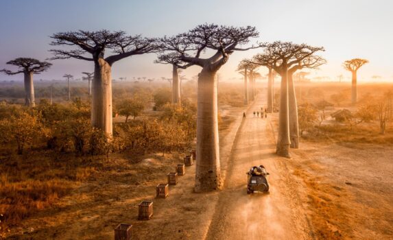 バオバブの木　マダガスカルの風景