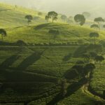 パンガレンガンの茶畑　インドネシアの風景