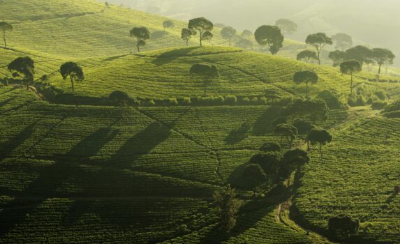 パンガレンガンの茶畑　インドネシアの風景