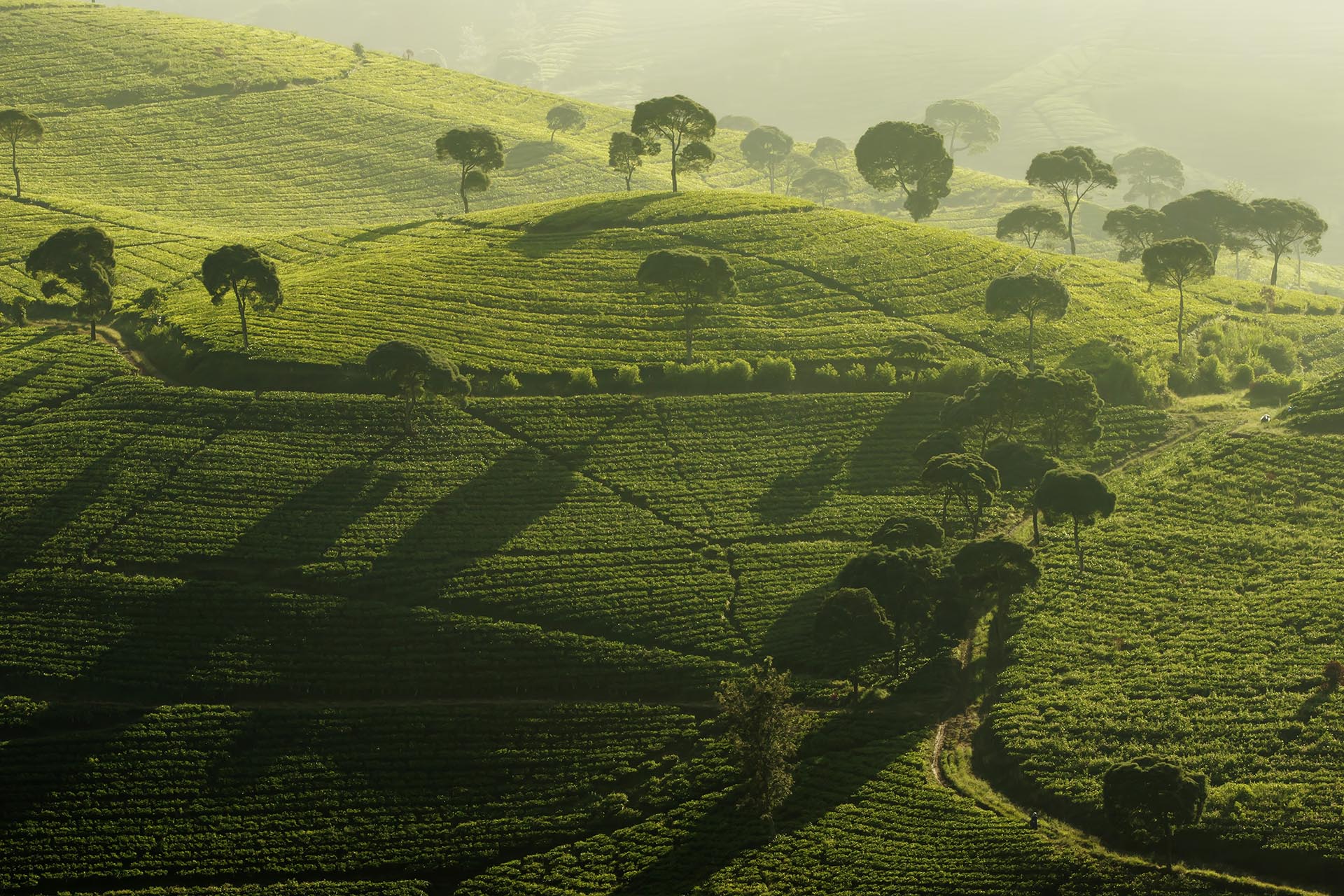 パンガレンガンの茶畑　インドネシアの風景