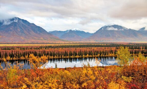 秋のデナリ国立公園　アラスカの風景　アメリカ合衆国の風景