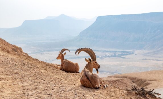 ヌビアアイベックスとネゲブ砂漠の絶景　イスラエルの風景