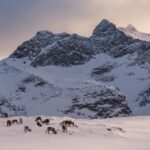 冬のトナカイ　ノルウェーの風景