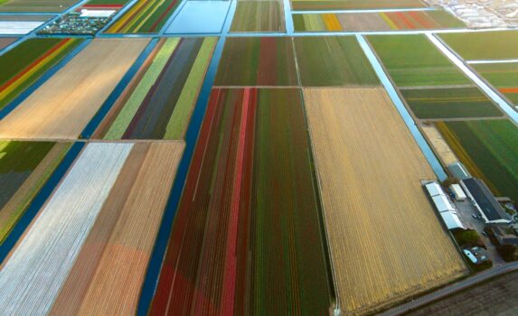チューリップ畑の眺め　オランダの風景