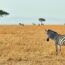 シマウマのいる風景　マサイマラ国立保護区　ケニアの風景