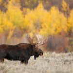 雄のヘラジカと紅葉　アラスカの秋の風景　アメリカ合衆国の風景