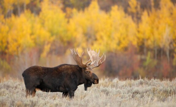 雄のヘラジカと紅葉　アラスカの秋の風景　アメリカ合衆国の風景