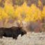 雄のヘラジカと紅葉　アラスカの秋の風景　アメリカ合衆国の風景