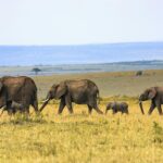 ゾウのいる風景　マサイマラ国立保護区　ケニアの風景