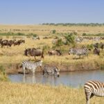 マサイマラ国立保護区　動物のいる風景　ケニアの風景　アフリカの風景