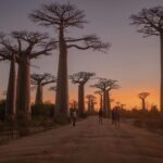 バオバブの木のある風景　マダガスカルの風景