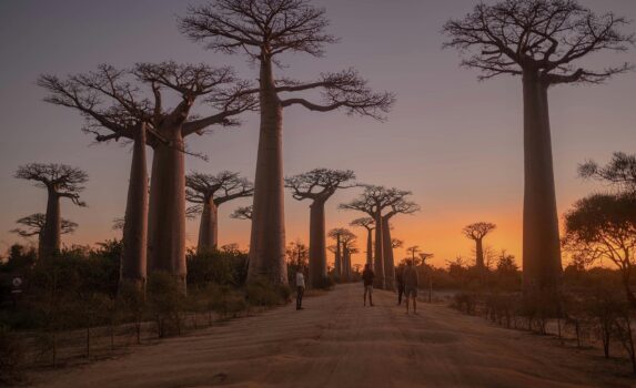 バオバブの木のある風景　マダガスカルの風景