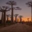 バオバブの木のある風景　マダガスカルの風景