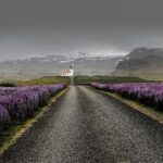 ウェストフィヨルド地方の花の風景　アイスランドの風景