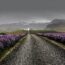 ウェストフィヨルド地方の花の風景　アイスランドの風景