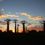 夕焼け空とバオバブの木　モロンダバ　マダガスカルの風景