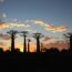 夕焼け空とバオバブの木　モロンダバ　マダガスカルの風景