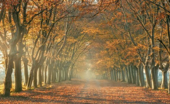 マザンダラン州 秋の森の風景　イランの風景