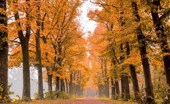 秋のモンツァ公園　イタリアの風景