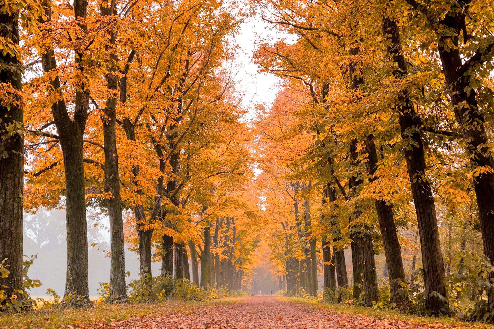 秋のモンツァ公園　イタリアの風景