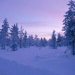 冬の夕暮れのラップランド　雪の風景　冬のフィンランドの風景