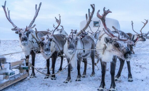 雪の中のトナカイ　シベリアの風景　冬のロシアの風景