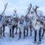 雪の中のトナカイ　シベリアの風景　冬のロシアの風景