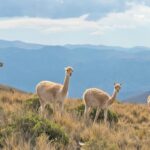 アンデス山脈セラニア・デ・オルノカル周辺の風景　アルゼンチンの風景