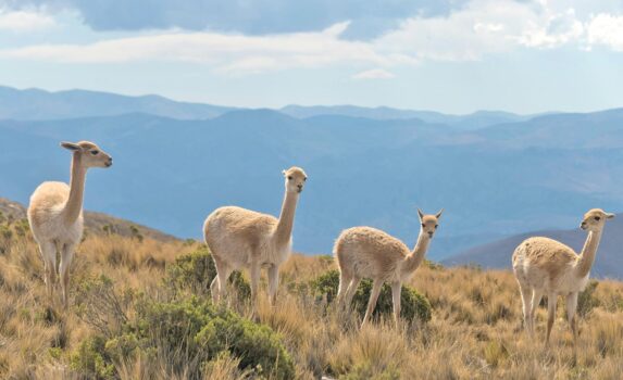 アンデスの風景　アルゼンチンの風景