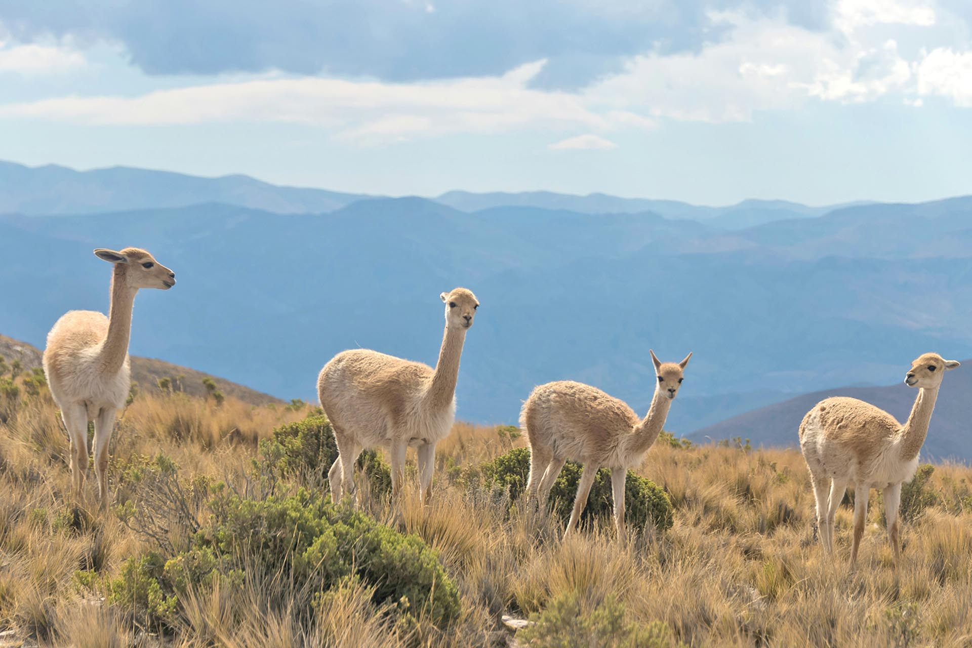 アンデスの風景　アルゼンチンの風景