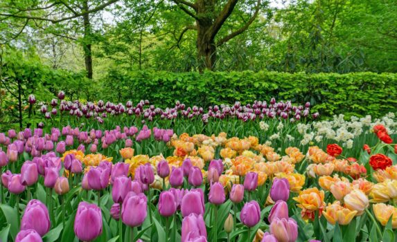 春のアムステルダム　チューリップの咲く風景　春のオランダの風景
