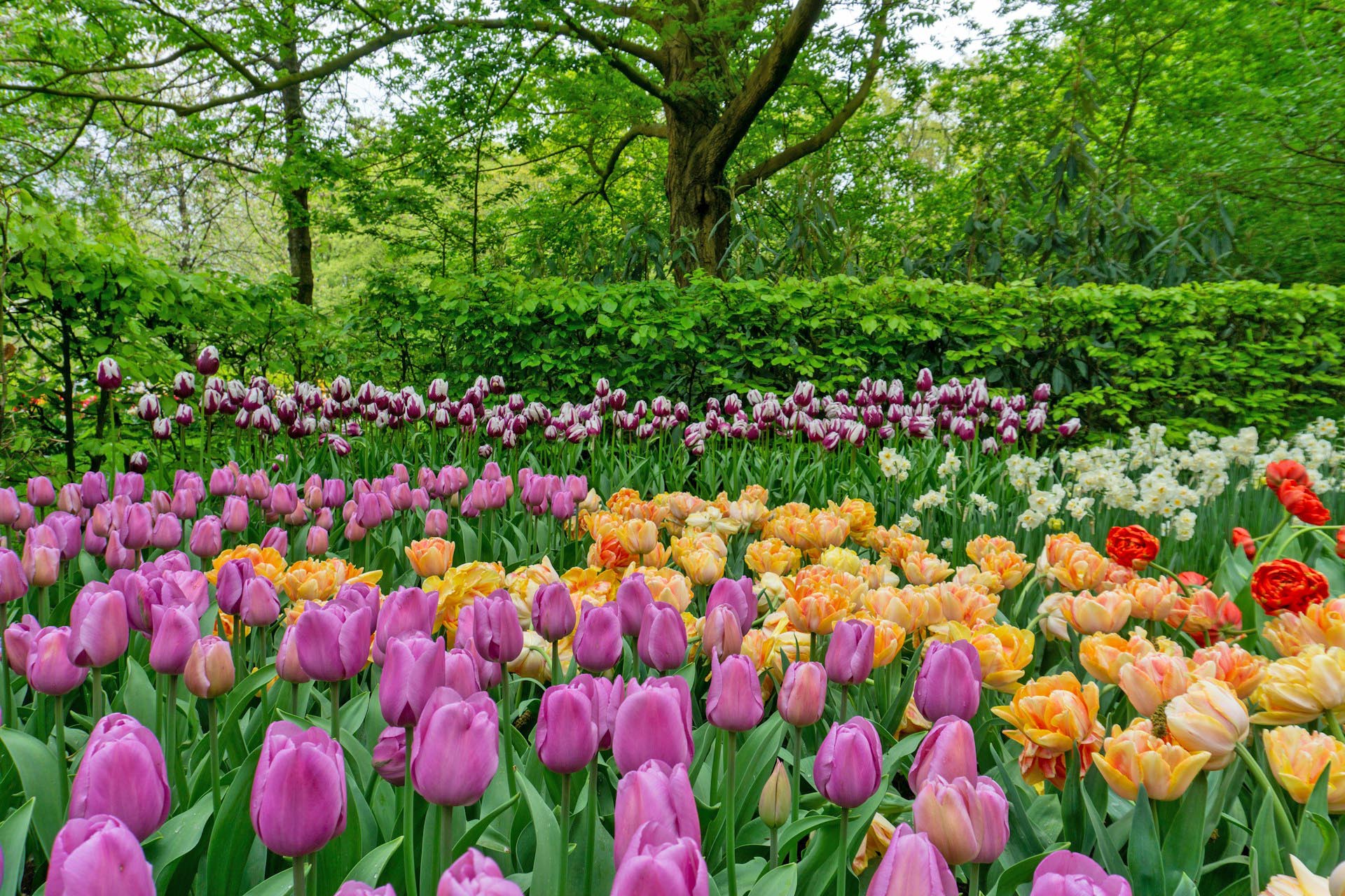 春のアムステルダム　チューリップの咲く風景　春のオランダの風景