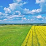 菜の花の咲く春の風景　カピル　ミンスク州　ベラルーシの風景　春のベラルーシ