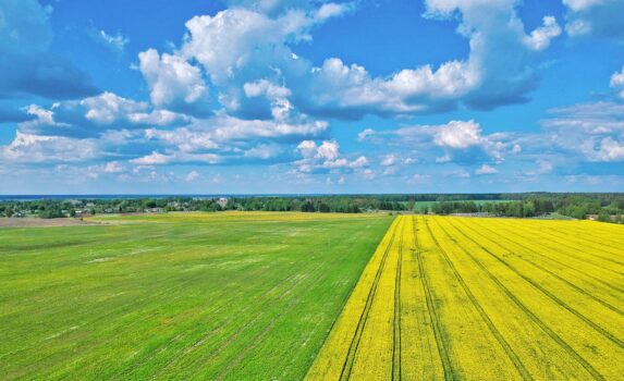 菜の花の咲く春の風景　カピル　ベラルーシの風景