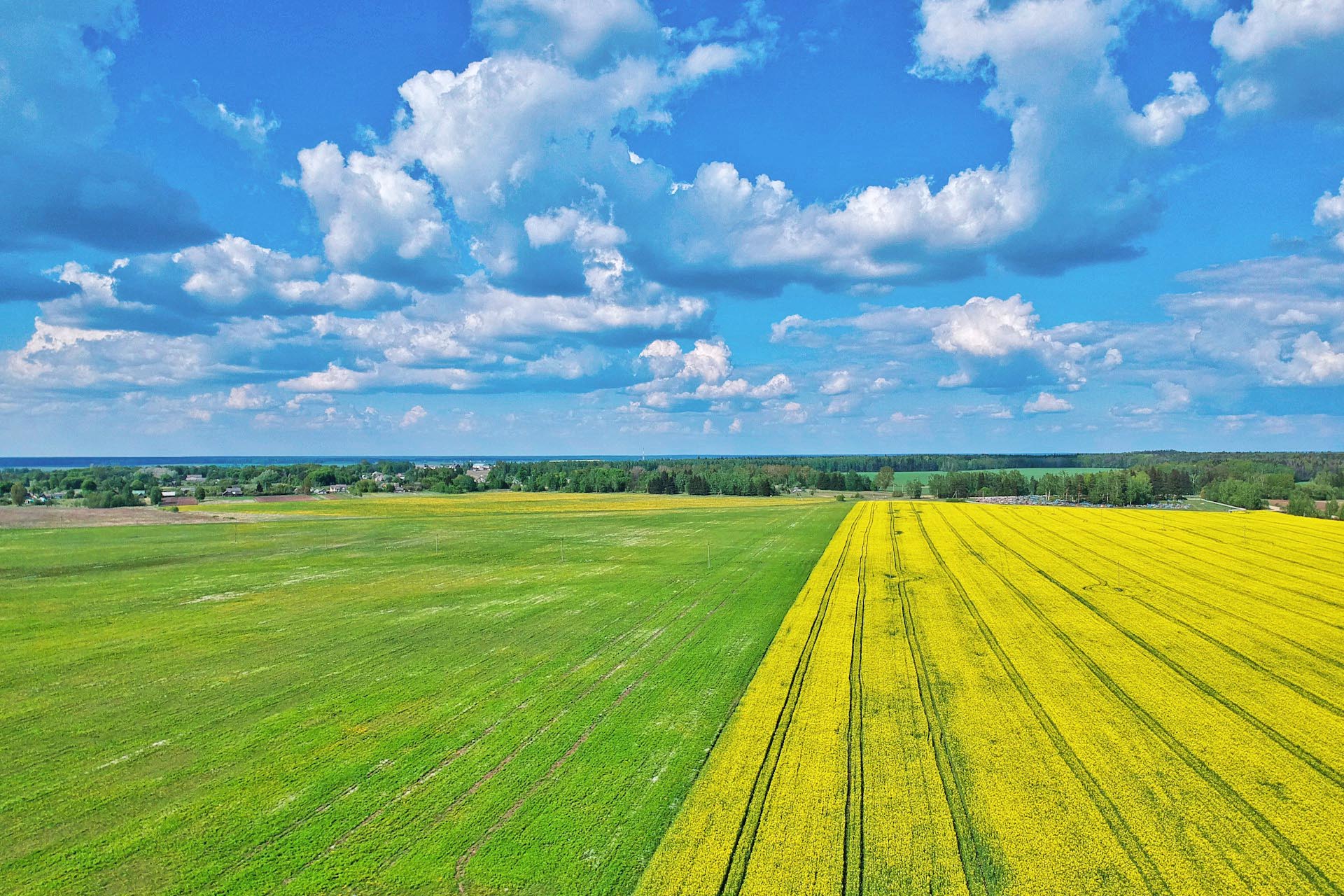 菜の花の咲く春の風景　カピル　ベラルーシの風景