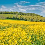 ブルナンベールの菜の花　春のフランスの風景