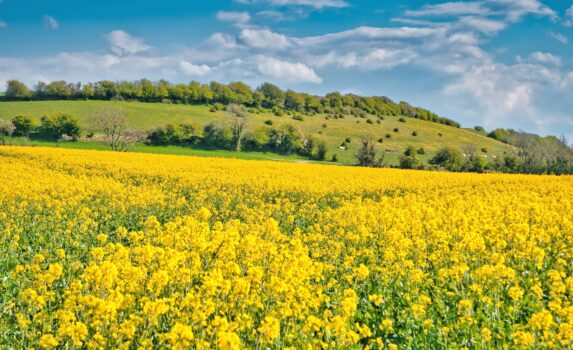 ブルナンベールの菜の花　春のフランスの風景
