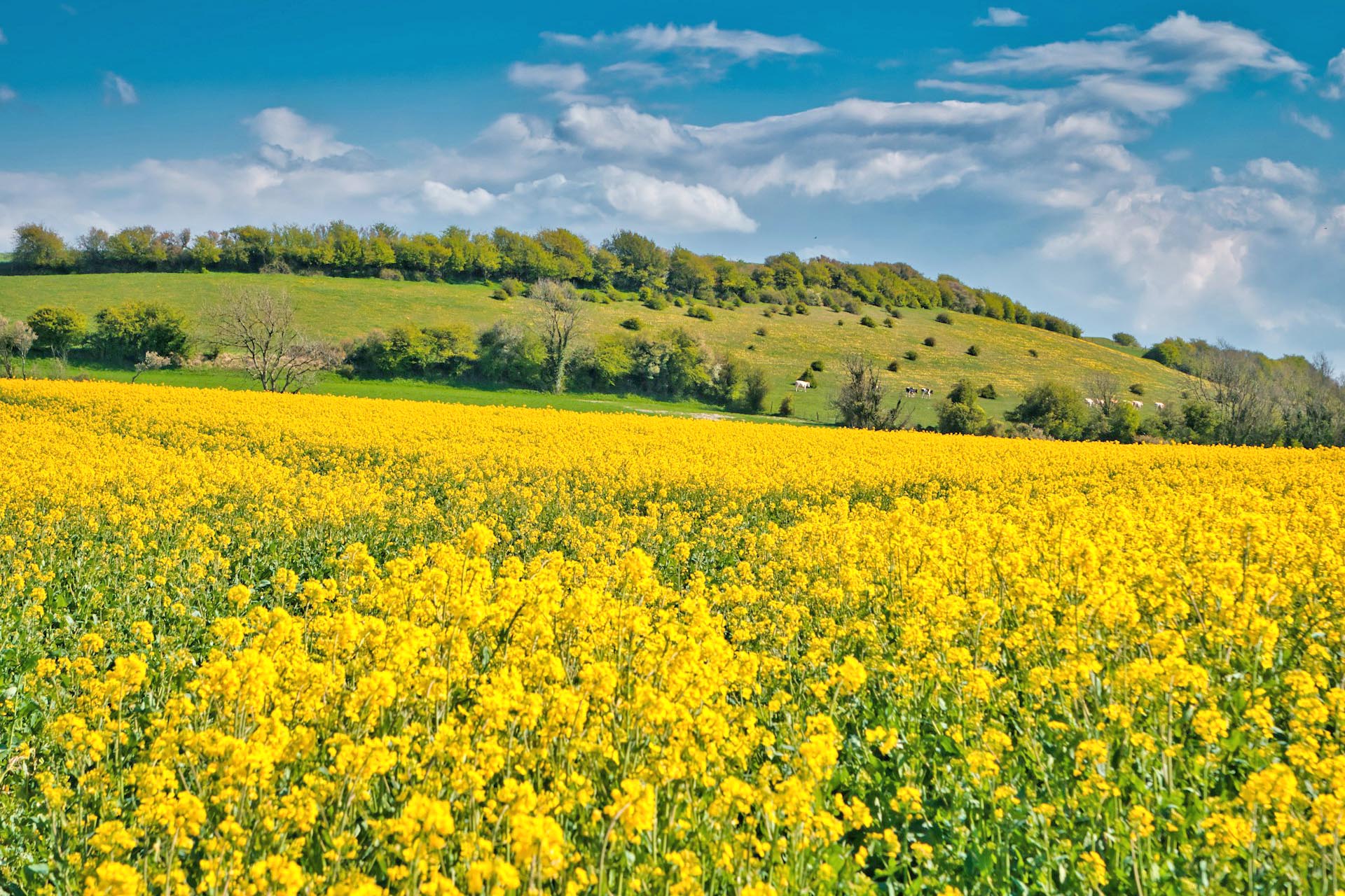 ブルナンベールの菜の花　春のフランスの風景