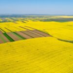 菜の花の咲く風景　ブカレスト郊外　春のルーマニアの風景