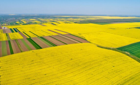菜の花の咲く風景　ブカレスト郊外　春のルーマニアの風景