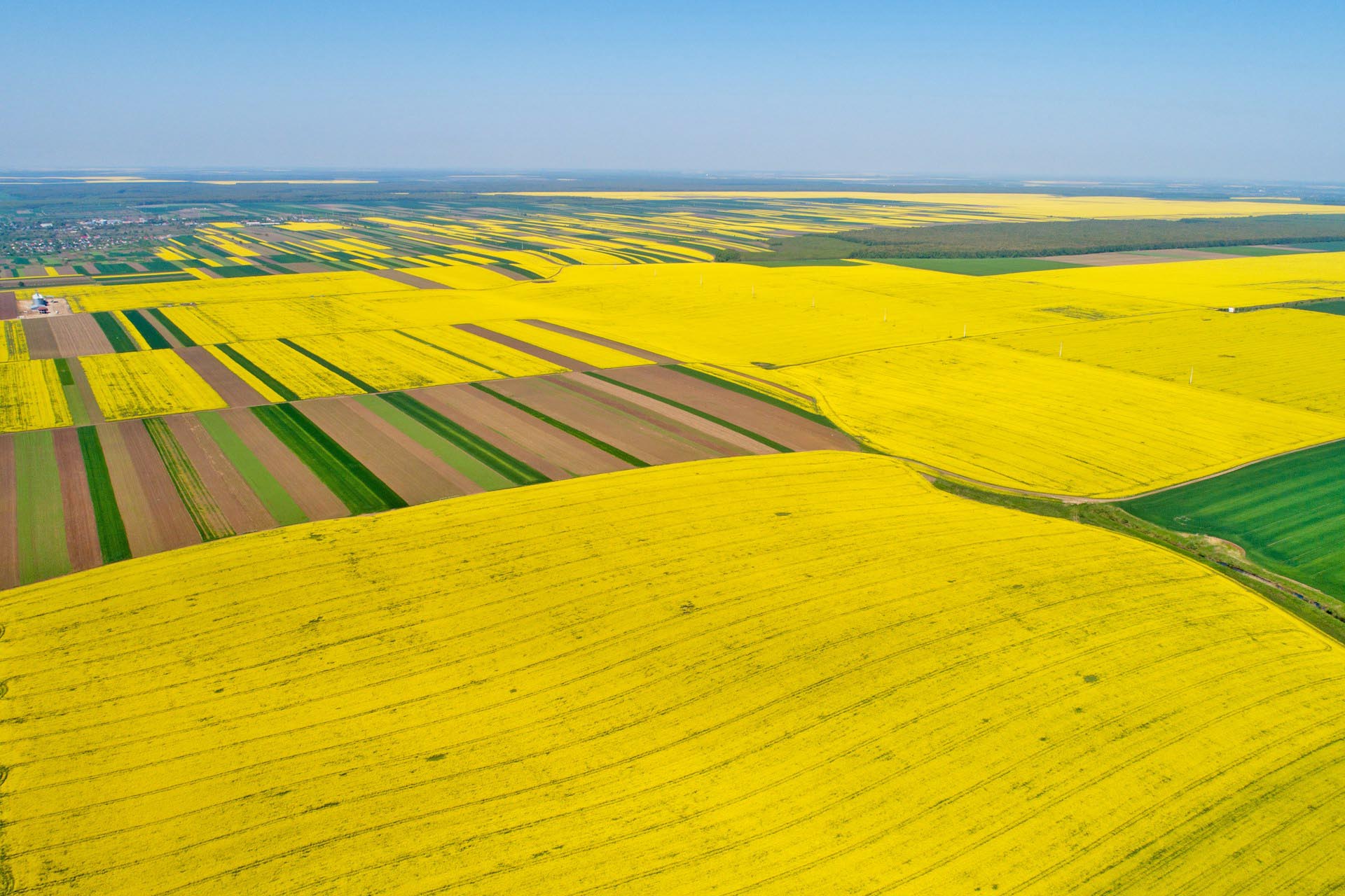 菜の花の咲く風景　ブカレスト郊外　春のルーマニアの風景