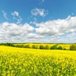菜の花の咲く絶景　春のコッツウォルズ　春のイギリスの風景