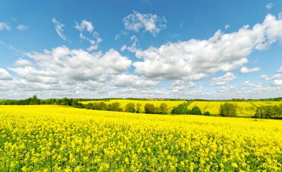 菜の花の咲く絶景　春のコッツウォルズ　春のイギリスの風景