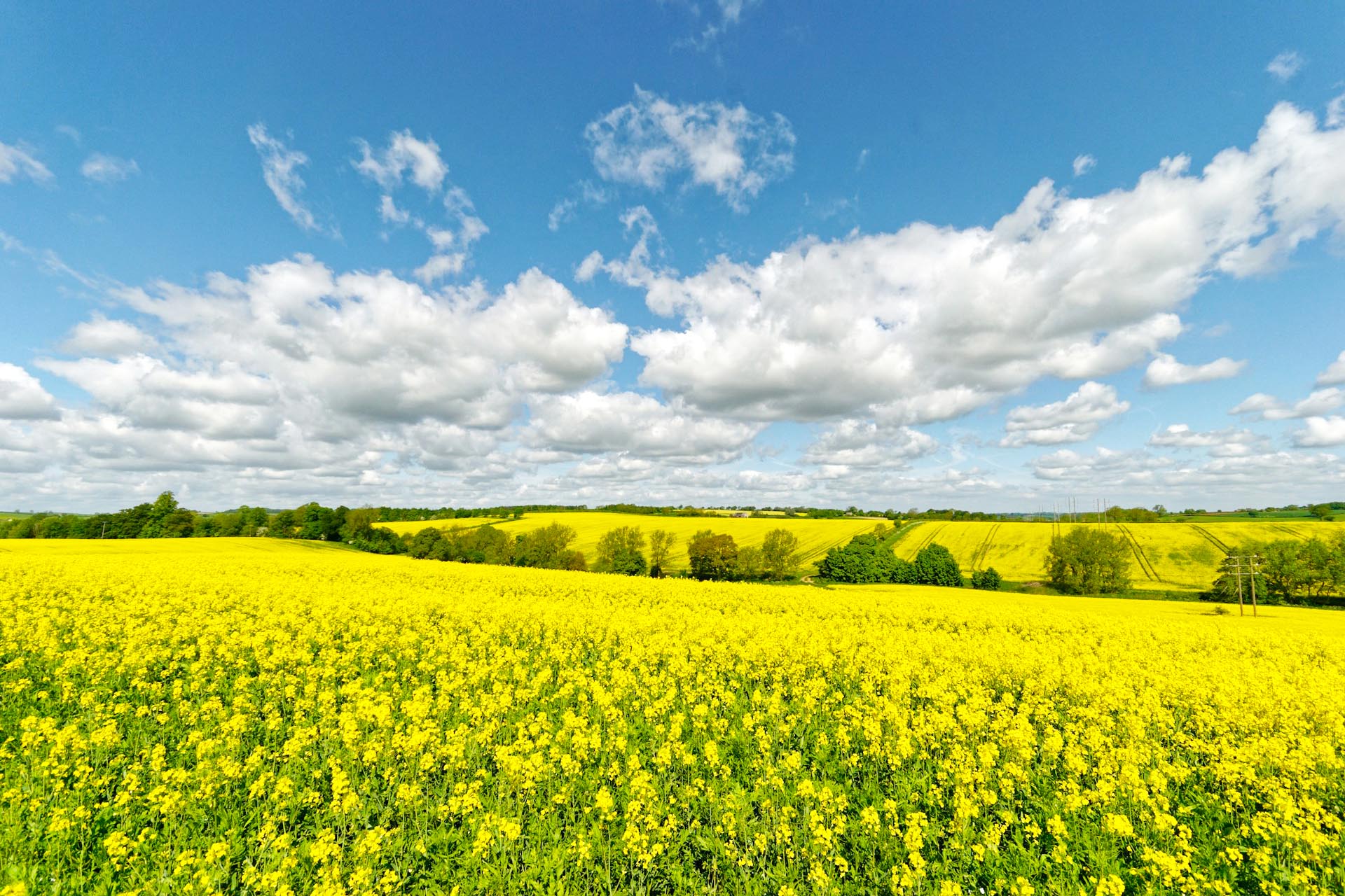 菜の花の咲く絶景　春のコッツウォルズ　春のイギリスの風景
