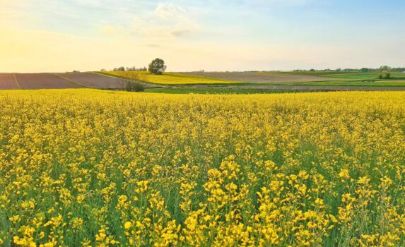 春の花畑　春のクロアチアの田園風景