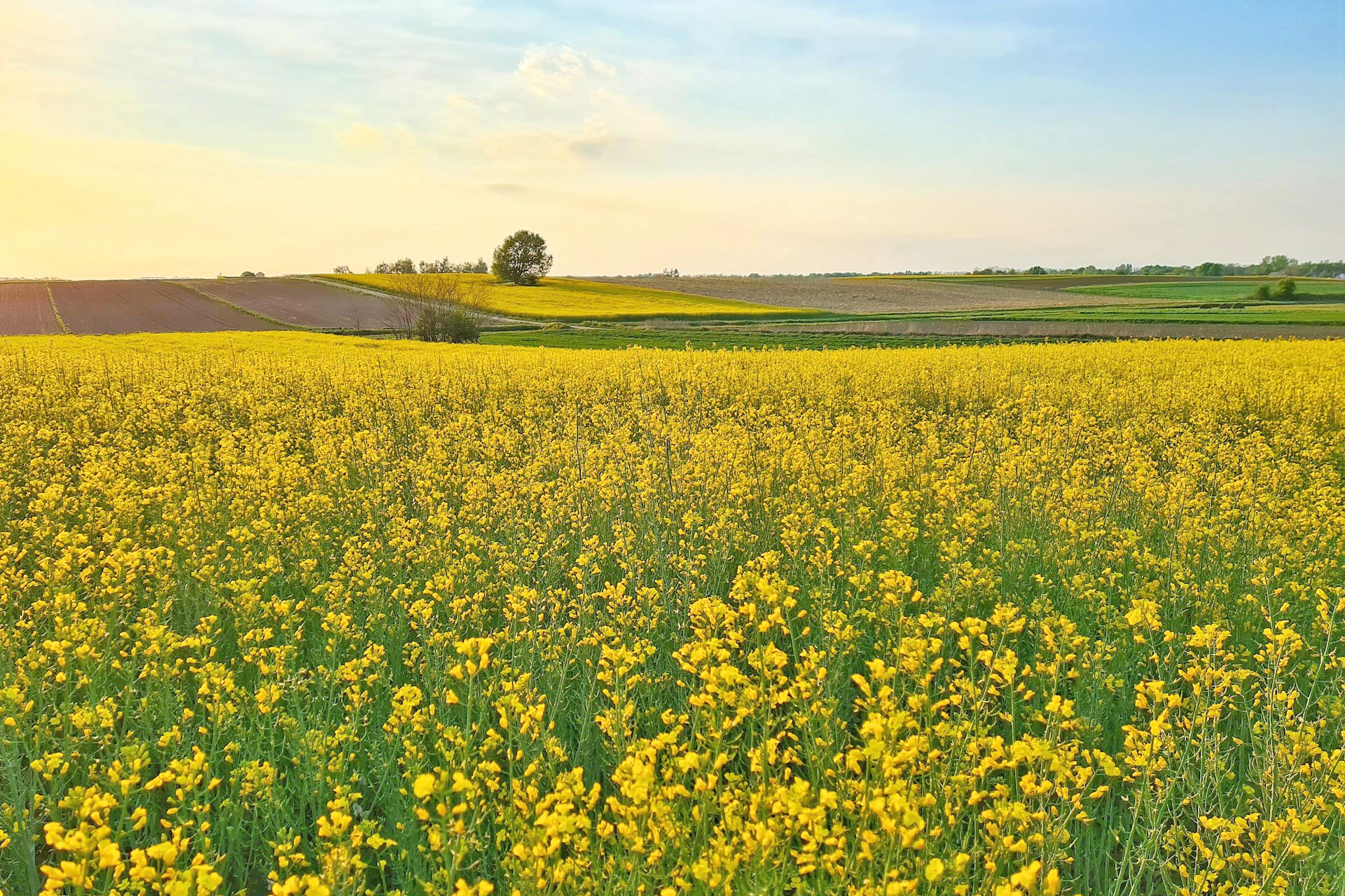 春の花畑　春のクロアチアの田園風景