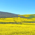 ゴレスターンの菜の花の風景　春のイランの風景