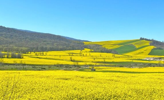 ゴレスターンの菜の花の風景　春のイランの風景